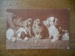 画像1: 【En attendant la soupe 1905年】アンティーク ポストカード ビンテージ 犬 イヌ いぬ (1)